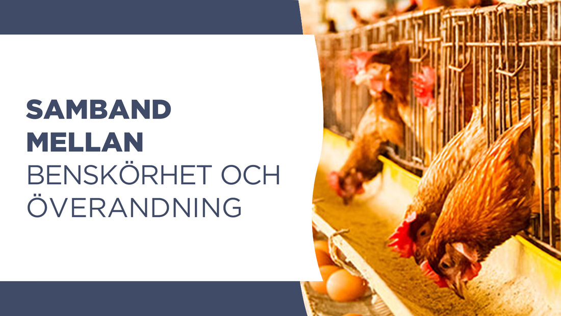 Samband mellan benskörhet och överandning